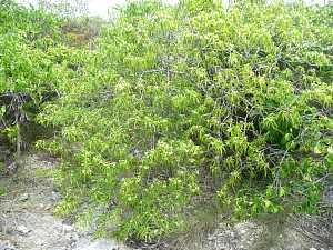 Trianolepis africana subsp. hildebrandtii_1.JPG